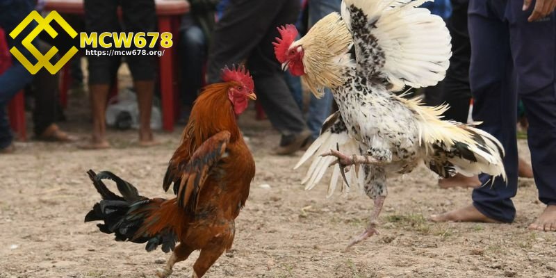 Đá gà có những cửa cược nào?