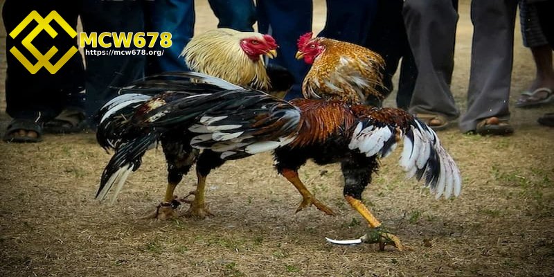 Đá gà cựa sắt, cựa dao