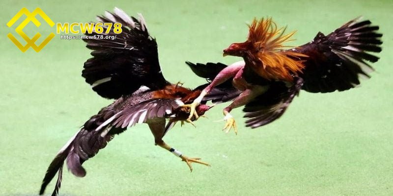 Đá gà nòi, gà tre gay cấn