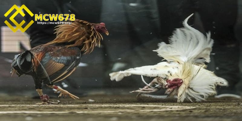 Giao diện sảnh đá gà cực kỳ bắt mắt