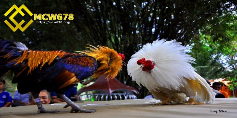 Những điều lưu ý khi chơi đá gà