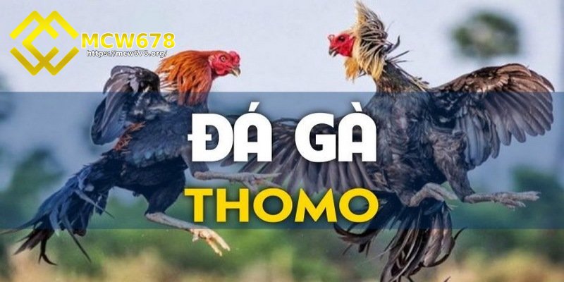 Đá gà thomo hấp dẫn