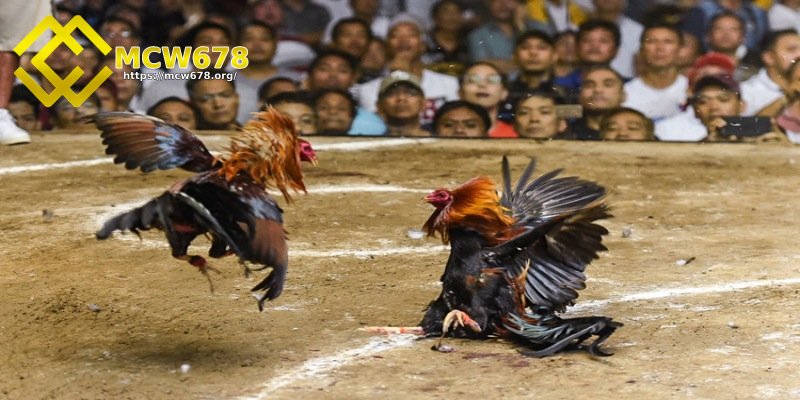 Sảnh đá gà Odin cung cấp trả thưởng siêu khủng