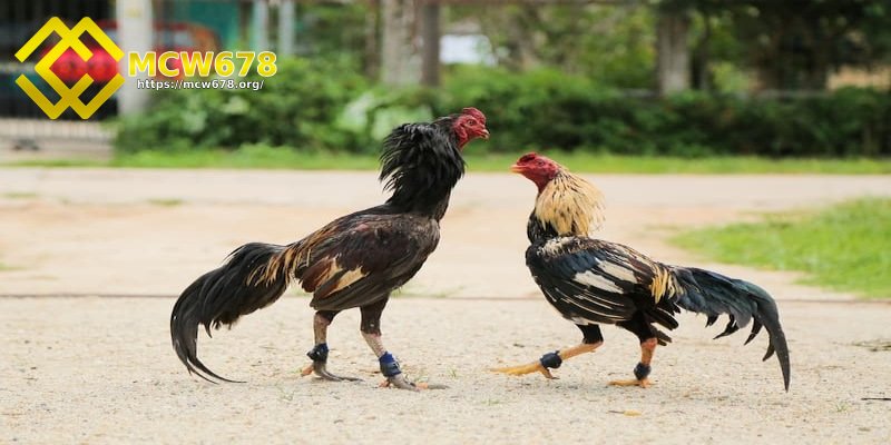 Minh bạch về kết quả trận đấu đá gà
